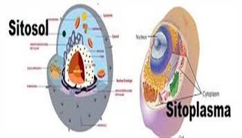 Gambar Sitosol