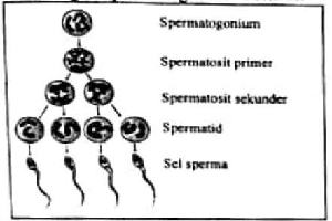 Gambar Spermatid