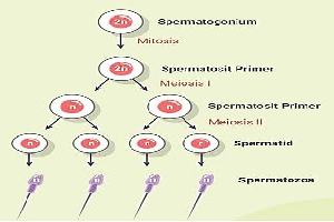 Gambar Spermatogonium