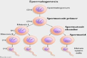 Gambar Spermatosit Sekunder