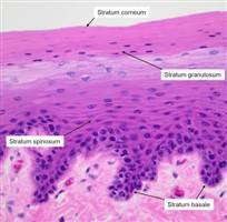 Gambar Stratum Basal