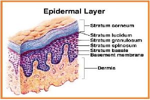 Gambar Stratum Granulosum