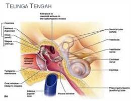 Gambar Telinga Tengah