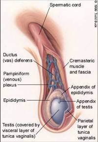 Gambar Ten Horn Sign