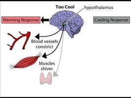 Gambar Termoregulasi