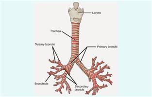 Gambar Trakea