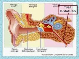 Gambar Tuba Eustachius