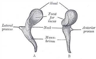 Gambar Tulang Martil