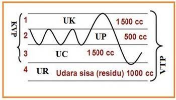 Gambar Udara Pernapasan