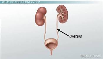 Gambar Ureter