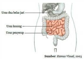 Gambar Usus Dua Belas Jari