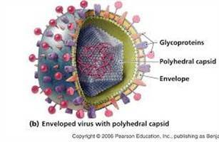 Gambar Varicella Zoster